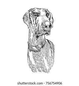 Great dane dog. The black and white portrait of a dog isolated on the white background. Animal hedcuts or pen and ink stipple drawings. Vector hand drawing Illustration.
