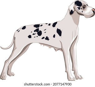 Great Dane dog breed isolated on white background.