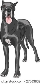 Great Dane dog breed isolated on white background.