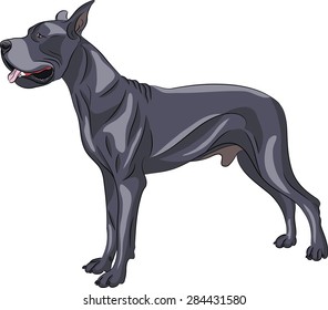 Great Dane dog breed isolated on white background.