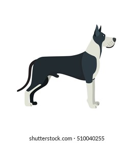 Great Dane dog breed - on white background. Vector illustration