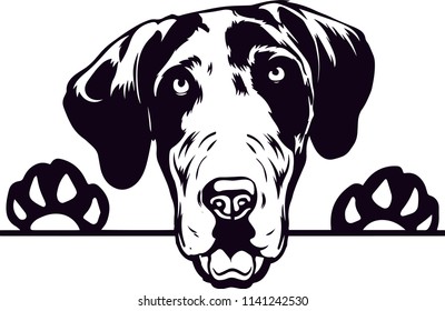 Great Dane dog breed pet