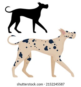 Great Dane dog breed walking. Popular large size puppy in harlequin color in cartoon style and outline silhouette.