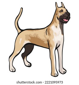 Great Dane Dog Colored Drawing