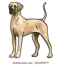 Great Dane Dog Colored Drawing