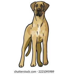 Great Dane Dog Colored Drawing