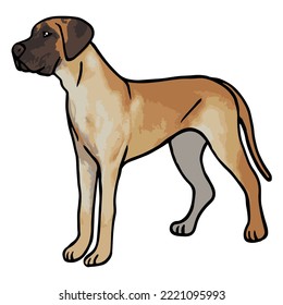 Great Dane Dog Colored Drawing