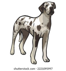 Great Dane Dog Colored Drawing