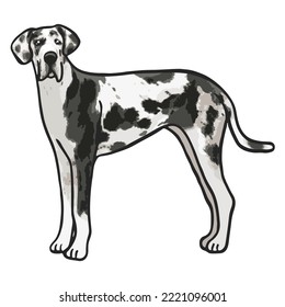 Great Dane Dog Colored Drawing