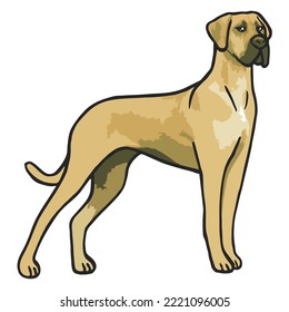 Great Dane Dog Colored Drawing