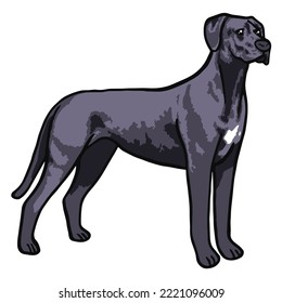 Great Dane Dog Colored Drawing