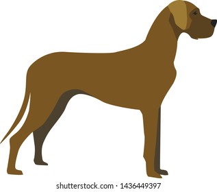 Great Dane Dog illustration shown in profile view