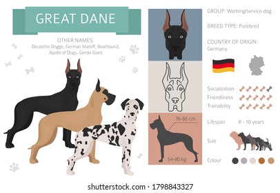 Great dane dog isolated on white. Characteristic, color varieties, temperament info. Dogs infographic collection. Vector illustration