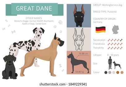 Gran perro de dane aislado en blanco. Característica, variedades de color, información de temperamento. Colección de infografía de perros. Ilustración del vector