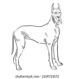 Great Dane dog isolated on white background. Hand drawn dog breed vector sketch.