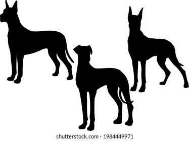 Great Dane dog in the set. Vector image.