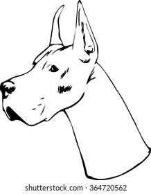 Great Dane dog vector illustration. Purebred dog vector illustration. Hand drawn dog sketch. 