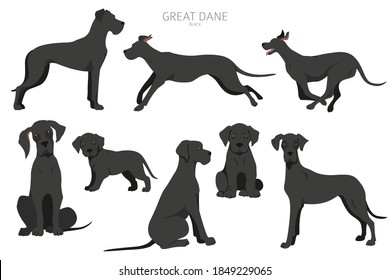 Great dane dogs in different poses. Adult and great dane puppy set.  Vector illustration