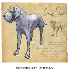 Great Dane (German Mastiff) - an hand drawn illustration (vector). Drawing comprises of three layers of lines plus colored layer, the colored background is isolated.