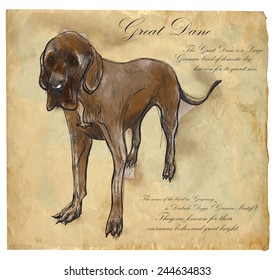 Great Dane (German Mastiff) - an hand drawn illustration (vector). Drawing comprises of three layers of lines plus colored layer, the colored background is isolated.