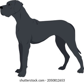 Great Dane, also known as the German Mastiff or Deutsche Dogge, Vector illustration