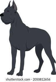 Great Dane, also known as the German Mastiff or Deutsche Dogge, Vector illustration