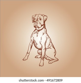 The Great Dane. Large German breed of domestic dog. Brown sketch of dog. Vector sketch.