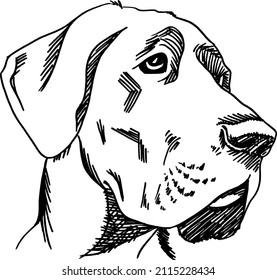 Great Dane profile drawing ink