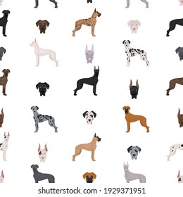 Great dane seamless pattern. Different variaties of coat color dog set.  Vector illustration