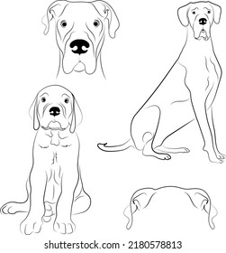 Great Dane set vector illustration collection