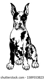 Great dane sketch. Drawn spotted dog