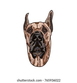 Great Dane vector drawing illustration