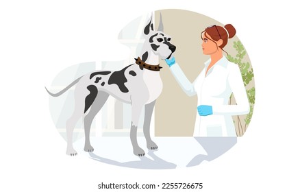 Great Dane at veterinary visit in medical clinic office. Big grey dog not anxiety and stress on therapy at vet appointment of veterinarian young woman. Vector illustration isolated on white background