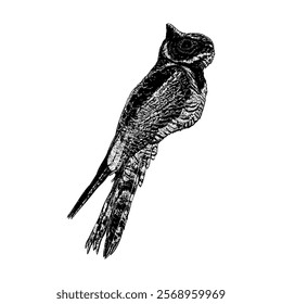 The Great Eared Nightjar hand drawing vector isolated on white background.