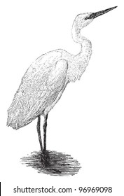 Great Egret (Ardea alba) / vintage illustration from Meyers Konversations-Lexikon 1897