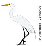Great Egret Illustration