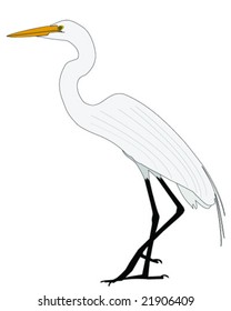 Great Egret Illustration