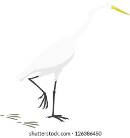 Great Egret Vector Illustration (Ardea alba)