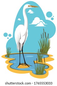 Great Egrets of the Ardea alba species
