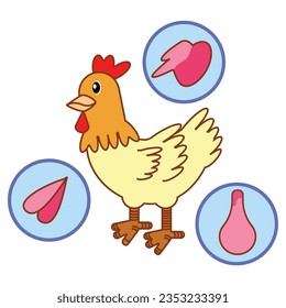 The great grade chicken with its parts which are breast, wing and legs.