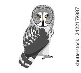 great gray owl illustration, wild animals