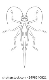 Great green bush cricket - hand drawn black and white vector illustration.