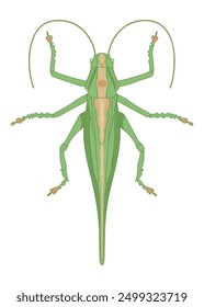 Great green bush cricket - hand drawn vector illustration.