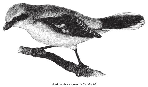 Great Grey Shrike (Lanius excubitor) / vintage illustration from Meyers Konversations-Lexikon 1897