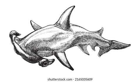 Great Hammerhead shark, hand drawn sketch, vector illustration.