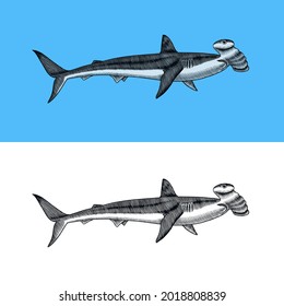 Great hammerhead shark. Marine predator requiem animal. Sea life. Hand drawn vintage engraved sketch. Ocean fish. Vector illustration for web, logo or t-shirt.