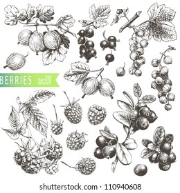 Great Hand Drawn Illustrations Of Berries Isolated On White Background.