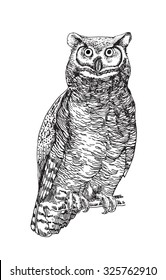 Great horn owl