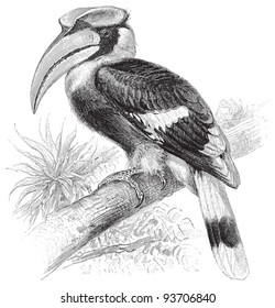 Great Hornbill (Buceros bicornis) / vintage illustration from Meyers Konversations-Lexikon 1897