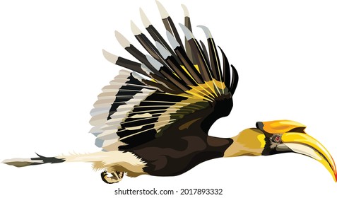 Great Hornbill Flying Vector Illustration Drawing